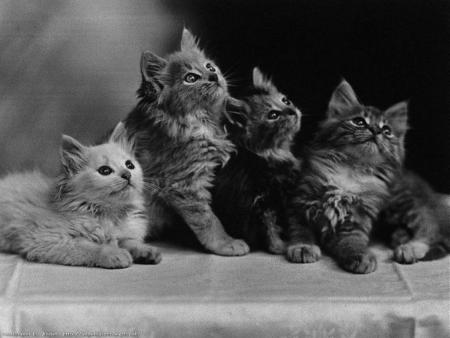 chat