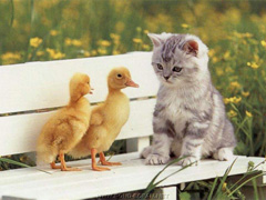 chat