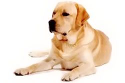sam