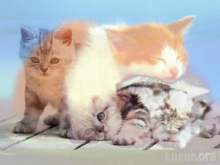 chatons
